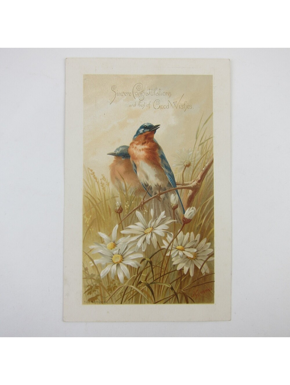 Victorian Greeting Card Congratulations Blue Birds & Daisy Flowers Antique 1884